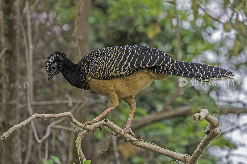 裸脸curassow (Crax fasciolata)是蟋蟀科的一种鸟类。发现于巴西潘塔纳尔地区。女性。